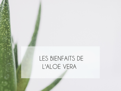 Tout savoir sur les bienfaits de l'huile de Jojoba pour  les cheveux bouclés, frisés, crépus