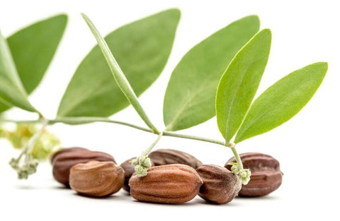 Jojoba