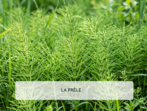 Prêle des champs et cheveux : bienfaits, usage, précautions